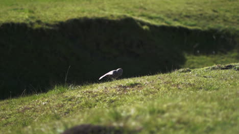 Zeitlupenvideo-Einer-Eule,-Die-Auf-Grünem-Gras-Steht