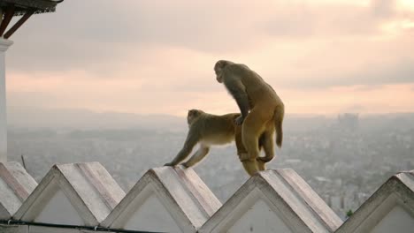 Monkeys-Mating-at-Sunset-in-Kathmandu-at-Monkey-Temple-in-Kathmandu-in-Nepal,-Monkeys-in-Urban-Wildlife-Shot-of-Monkeys-at-a-Buddhist-Temple-in-Asia,-Animals-in-Urban-Environment