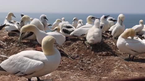 Northern-gannets-–-Morus-bassanus---on-the-red-cliffs-of-the-German-offshore-island-of-Heligoland,-Schleswig-Holstein,-Germany,-Europe