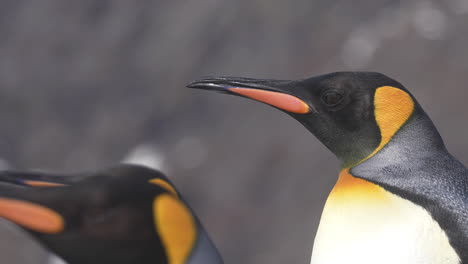 King-Penguins,-Close-Up