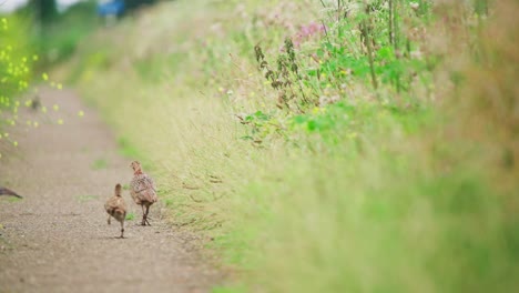 Common-Pheasant-parent-walks-on-edge-of-dirt-path-between-tall-grass,-telephoto-rearview,-Groenzoom-Netherlands