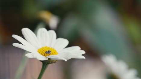 Mosca-Sírfida-Alimentándose-De-Néctar-De-Polen-De-Una-Margarita-Blanca-Y-Amarilla