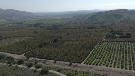 Wide-aerial-view-of-California-farmland-featuring-expansive-citrus-groves,-including-orange-trees