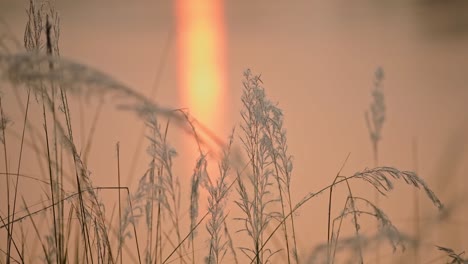 Juncos-De-Hierba-De-La-Pampa-Junto-A-Un-Río-Al-Atardecer,-Primer-Plano-De-Detalle-De-Naturaleza-Naranja-Con-Plantas,-Río-Y-Sol-Del-Atardecer-Reflejándose-En-El-Agua-En-El-Parque-Nacional-De-Chitwan-En-Nepal