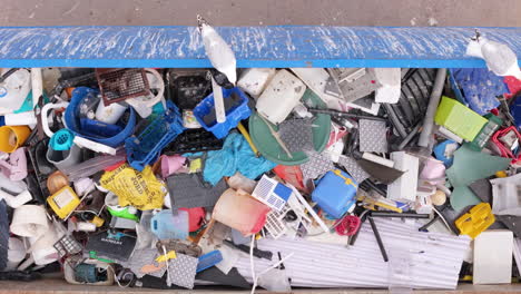 Seagulls-sit-on-container-filled-with-discarded-plastic-items,-aerial-top-down