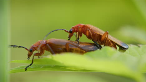 Paarung-Der-Roten-Weichkäfer