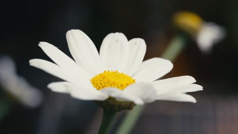 Summer-scene-with-white-daisy-flowers-against-a-blur-background