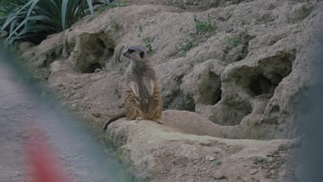 Meerkat-standing-alert-in-a-rocky-habitat