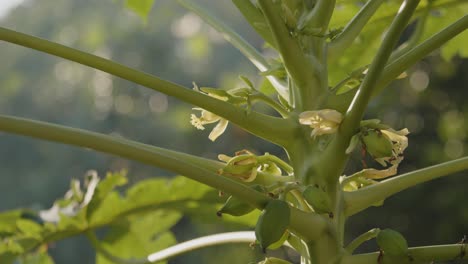 Carica-Papaya-Papayabaum-Guadeloupe