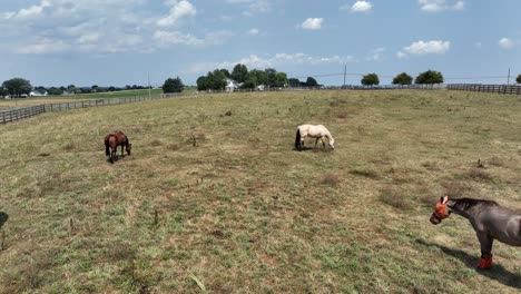 Vista-Aérea-De-Caballos-Pastando-Al-Aire-Libre-En-Un-Campo-De-Hierba-En-Una-Granja-Estadounidense