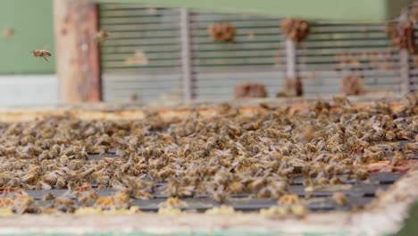 Beekeeper-shaking-honeybees-off-of-the-beehive,-slomo-closeup-view