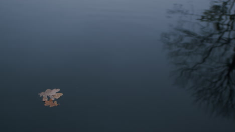 Abgefallene-Blätter-Schwimmen-Im-See-Mit-Kahlen-Baumreflexionen-Im-Herbst