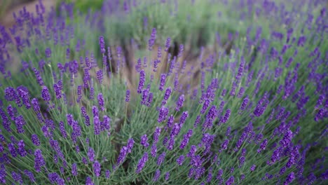 Purple-blooming-lavender-shrub-gently-move-in-light-breeze,-city-park-in-Prague