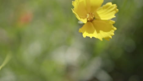 Vista-De-Cerca-De-Una-Hermosa-Coreopsis-Grandiflora-