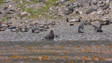 Grupo-De-Lobos-Marinos-Antárticos-Descansando-En-La-Costa-De-La-Isla-De-Georgia-Del-Sur,-Leith-Harbor