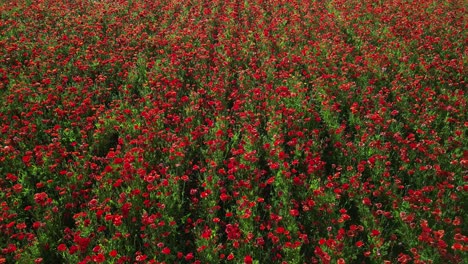 Flying-close-up-above-a-field-of-poppies-gently-swaying-in-the-wind