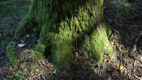 Moss-growing-on-tree-trunks-bottom-roots-near-the-ground,-up-close-vegetation