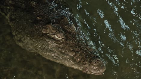 Nahaufnahme-Eines-Krokodilkopfes,-Der-Teilweise-Im-Wasser-Versunken-Ist-Und-Dessen-Wellen-Das-Licht-Reflektieren