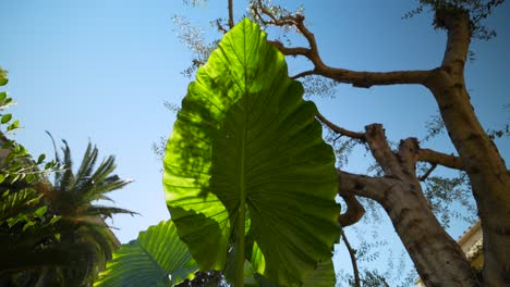 Blick-Nach-Oben-Auf-Die-Großen-Blätter-Einer-Tropischen-Alocasia-Pflanze-An-Einem-Mediterranen-Standort