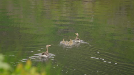 Enten-Schwimmen-Friedlich-Auf-Einem-Ruhigen-Teich,-Umgeben-Von-üppigem-Grün