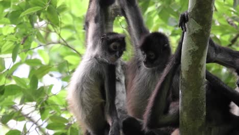 Explora-El-Animado-Mundo-De-Los-Monos-En-Su-Hábitat-Natural.