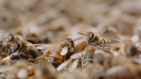 Makroaufnahme-Von-Honigbienen,-Die-Sich-Um-Den-Bienenstock-Bewegen,-Schlüsselarten-Des-Ökosystems