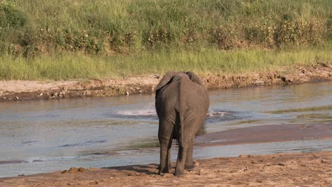 Cute-Baby-Elephant-crossing-a-river-while-mother-is-watching-in-Tarangire-National-Park,-Tanzania