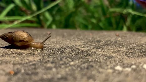 Snail-makes-long-trek-across-wet-concrete-by-grass-on-rainy-summer-night