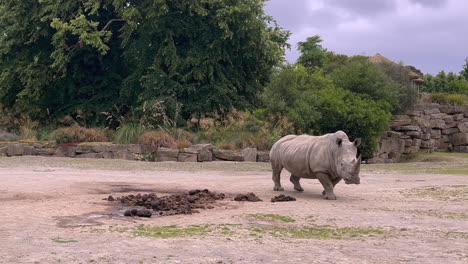 Majestätisches-Breitmaulnashorn-Spaziert-Durch-Natürliches-Gehege-Im-Zoo-Von-Dublin,-Irland