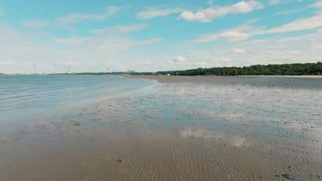 Low-aerial-view-of-birds-flying-along-the-beach-on-sunny-day,-water-reflecting-blue-sky-as-seabirds-flock-fly-over-sandy-beach-on-low-tide-Scotland-coast-UK