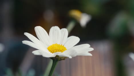 Summer-scene-with-white-daisy-flowers-against-a-blur-background