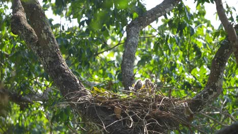 Cría-Joven-De-águila-Halcón-Cambiante-De-Pie-En-El-Nido-En-El-árbol-Con-El-Viento-Soplando