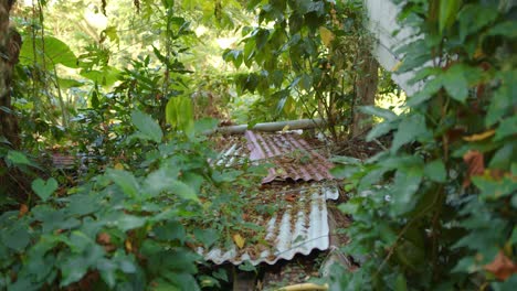 Corrugated-sheeting-corroding-outdoors-in-jungle