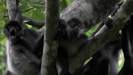 Watch-a-dark-furred-monkey-navigate-tree-branches-in-the-lush-forest