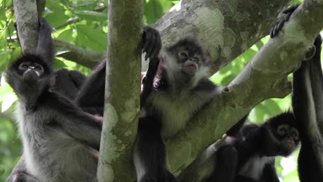 Descubre-La-Vida-Secreta-De-Los-Monos-Capuchinos-En-La-Selva-Del-Petén