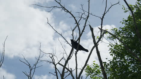 Krähe-Sitzt-Auf-Einem-Baum,-Schaut-Sich-Um-Und-Fliegt-Tag-In-Zeitlupe-Davon