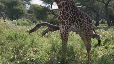 Close-shot-of-a-giraffe-in-Serengeti-national-Park,-Tanzania,-camera-tilts-up-from-body-to-head