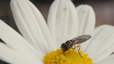 Mosca-Sírfida-Alimentándose-De-Néctar-De-Polen-De-Una-Margarita-Blanca-Y-Amarilla