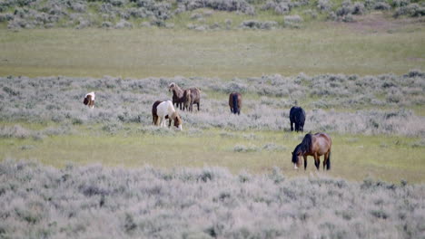 Mustangs-so-called-Wild-horses-herd-standing-together-on-the-prairie-of-Wyoming