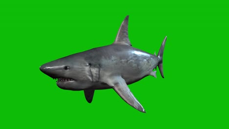 White-Shark-swimming-on-green-screen,-perspective-view,-3D-animation,-seamless-loop-animation