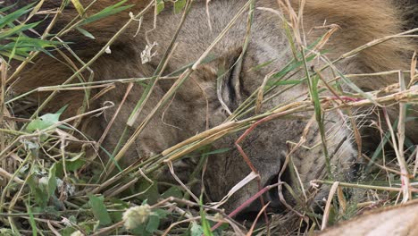 Close-up-shot-of-the-face-of-a-lion-while-sleeping-in-high-grass