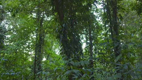 Dichter-Dschungelwald-In-Leuchtenden-Grünfarben,-Ansicht-Nach-Oben-Kippen