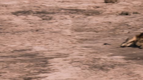 Two-male-lions-resting-on-a-river-bed,-camera-pans-from-one-to-the-other-lion