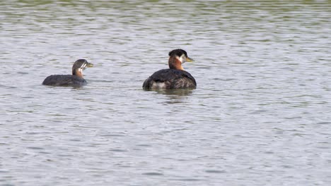 Juvenile-Grebe-begs-for-food-from-adult-aquatic-bird-but-is-ignored