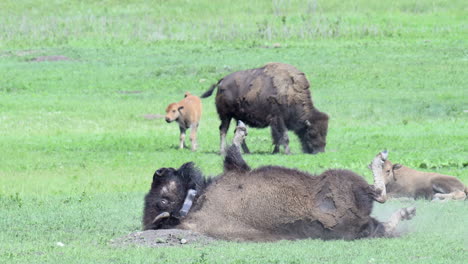 Amerikanischer-Bison-Wälzt-Sich-Im-Staub-Mit-Einem-Kalb,-Das-Neben-Ihm-Auf-Dem-Präriegrasland-Ruht