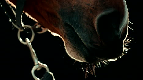 Illuminated-Up-Close-Static-Shot-of-Horse-Mouth-Chewing-Against-Dark-Background