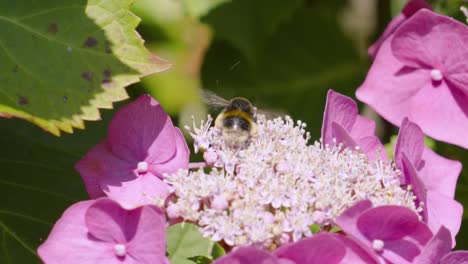 Abeja-Negra-Y-Amarilla-Polinizando-Una-Flor-En-Cámara-Ultra-Lenta-Con-Alas-Revoloteando-Con-Poca-Profundidad-De-Campo-Con-Hojas-Verdes