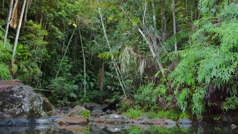 Dense-Guadeloupe-jungle-river-view