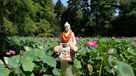 Estatua-Budista-En-Medio-De-Un-Estanque-Lleno-De-Flores-De-Loto-Rosadas