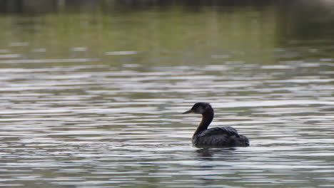 One-Red-necked-Grebe-aquatic-bird-swims-in-quiet-silvery-wetland-pond